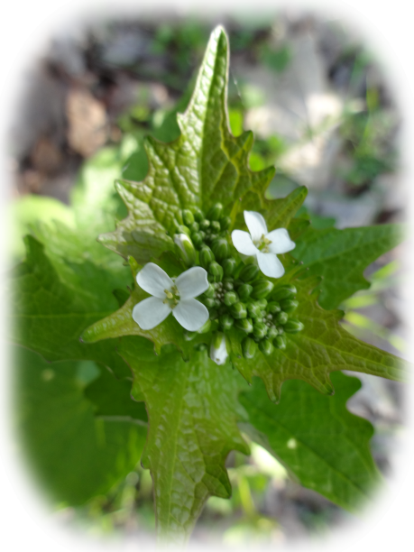Knoblauchsrauke (Alliaria petiolata)- Blüte